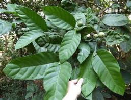 Image result for Oxyanthus speciosus