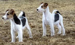 Pin On Dog Breeds By Fci Http 2puppies Com