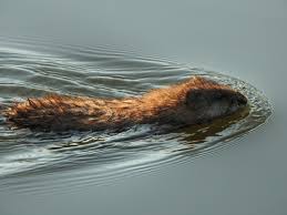 Die bisamratte ( ondatra zibethicus ) ist eine mittelgroße semiaquatic nagetier in nordamerika heimisch und einer eingeführten arten in teilen von europa, asien und südamerika. Natur In Berlin Und Brandenburg Landschaften Pflanzen Und Tiere Foto Bisamratte Havelland