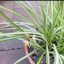 Image result for Chlorophytum galpinii
