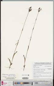 Image result for Platycoryne