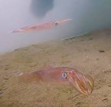 Donkey mating pig 🐽 подробнее. Mating Squid Don T Stop For Loud Noises Geospace Agu Blogosphere