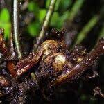 Image result for Asplenium lividum