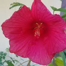 Moscheutos to put forth enormous dinner plate size blooms. Hibiscus Moscheutos Lord Baltimore Hardy Hibiscus Lord Baltimore In Gardentags Plant Encyclopedia