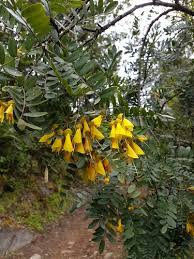 Image result for Sophora velutina