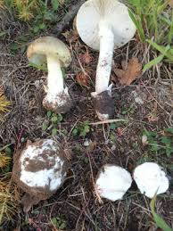 Entdecken Sie Die Welt Der Pilze Kommen Sie Mit Und Entdecken Sie Die Part 2