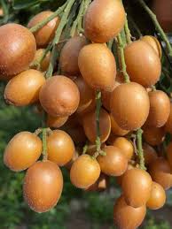 Image result for Clausena lansium