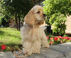 Image result for americký kokršpaněl