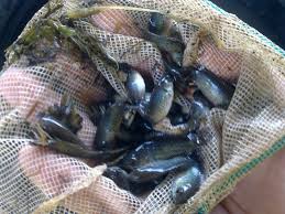 Mancing ikan puyu kapak menggunakan umpan kelkatu baca description. Ikan Puyu Emas