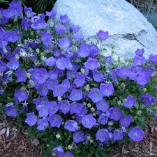 Campanula Rapido Blue In 2020 Flower Landscape Perennials Sun Perennials