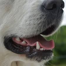 If you're feeling a strange bump (either with your tongue or finger) on the roof of your mouth, it could be cancer. Why Do Dogs Have A Bump On The Roof Of Their Mouth Dog Discoveries