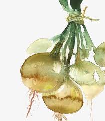 Aquarelle De Radis En 2020 Aquarelle Abstraite Fruits Aquarelle Et Dessin Nature Morte