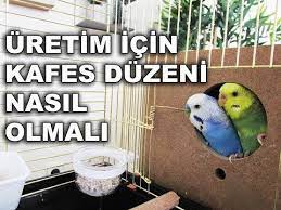 muhabbet kusu uretimi icin kafes duzeni nasil olmali youtube muhabbet kuslari kafes kusu