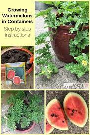 Watermelon is a space hog; Growing Watermelon In Containers From Seed To Harvest