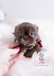 He is healthy, smart and very connected with people. Shih Tzu Puppies Miami Teacup Puppies Boutique