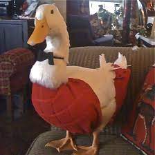 This Is Mr Sal My Pet Pekin Duck Picture Was Taken During Christmas And He Has A Red Diaper On My Brainstorm Pet Ducks Christmas Animals Christmas Duck