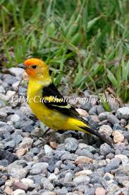 Small Black Bird With Orange Wings Western Tanager Bird Species Birds Black Bird