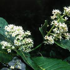 Image result for Cunoniaceae