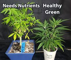 Nutrients for the vegetative stage. Which Nutrients Are Best For Growing Cannabis Grow Weed Easy