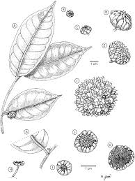 Image result for Moraceae