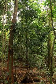 Image result for Putranjivaceae