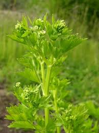 Image result for Apium graveolens