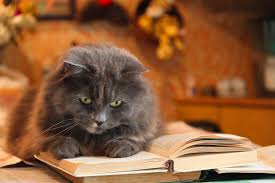 Spiral binding makes it easy to keep pages open and solve these addictive sudoku puzzles, while a complete answer key in back lets you check your answers. Want A Smart Cat 4 Ways To Train Their Brain Dr Marty