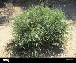 Image result for Sesbania pachycarpa