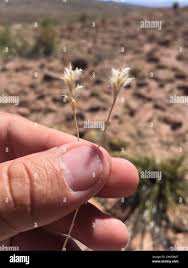 Image result for Elionurus