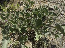 Image result for Commicarpus helenae