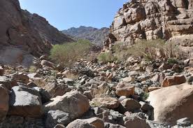 Image result for Zygophyllum leucocladum