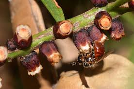 Image result for Apodanthaceae