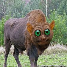 Funny Photoshopped Animal Hybrids Photoshopped Animals Funny Animals Animals