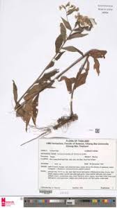 Image result for Eschenbachia