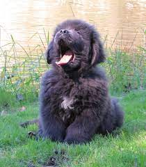 Pin By Celeste Sierra On Cuteeee Cute Dogs Newfoundland Dog Puppy Baby Animals