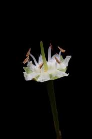 Image result for Manilkara koechlinii