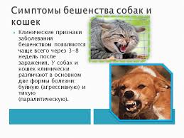 ostorozhno beshenstvo gu to bogorodickoe mezhrajonnoe obedinenie veterinarii
