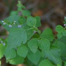 Image result for Cantinoa