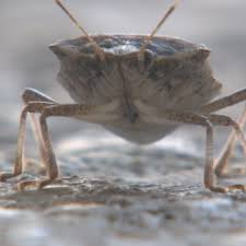 Dayton oh exterminator, pest control & termite inspector. Stop The Stink Bugs Wrgt