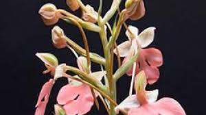 Image result for Habenaria adolphi