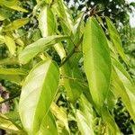 Image result for Caloncoba crepiniana