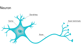 Neurons are typically classified into three types based on their function. Why Are Neuron Axons Long And Spindly
