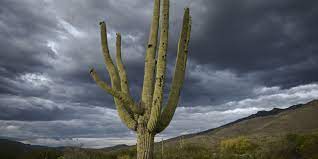 Beaucoup d'espèces d'animaux sont en danger d'extinction. Un Tiers Des Cactus En Voie D Extinction