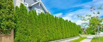 Learn how to create a secluded retreat away from neighbors prying eyes. 5 Benefits Of Fast Growing Privacy Hedges Plant Professionals