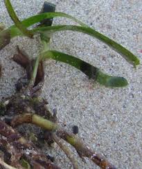 Image result for Thalassia hemprichii