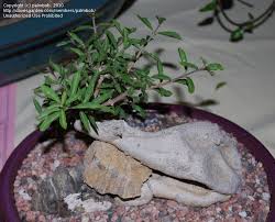 Image result for Fockea angustifolia