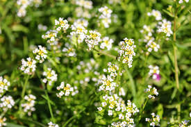 Image result for Crambe hispanica