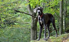 Listen to all songs in high quality & download grand chien. Top 10 Des Chiens De Grande Taille Ou Geants