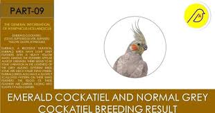 Birds That Start With Q In Spanish Emerald Cockatiel And Normal Grey Cockatiel Breeding Result In 2020 Cockatiel Grey Birds