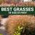 Landscaping Tall Grass Plants